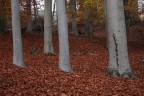 Presenze nel bosco - 2 Presenze nel bosco - 2
