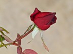 rosa autunnale