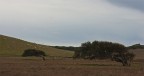 Sardegna..gli alberi plasmatidal vento.