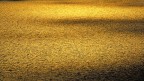 Oro....grafia