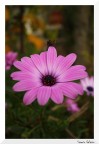 Amo questo fiore!