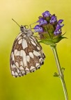 Melanargia