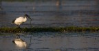 Ibis