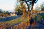 pinhole trial #5