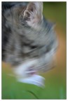 Weird cat