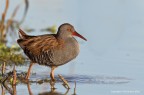 Porciglione  (Rallus aquaticus)
