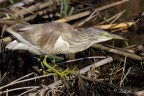 Sgarza ciuffetto(Ardeola ralloides)