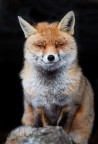 The fox