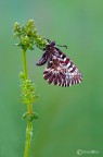 Zerynthia polyxena