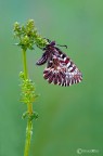 Zerynthia polyxena  una farfalla della famiglia dei Papilionidae (famiglia prevalentemente tropicale, di cui solo 9 specie presenti in Italia), con apertura alare di 50-60 mm.....continua