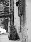 gatti...