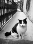 gatti... 2