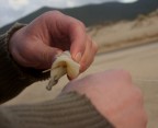 L'importanza delle mani e del loro lavoro..riprese in un momento forse meno nobile,ma sempre a lavoro..le mani di un pescatore che prepara un innesco....
Non mi convince a pieno la mano sfuocata in primo piano,ma fa parte della scena e tagliarla avrebbe fatto perdere qualcosa..
Critiche e commenti molto graditi !