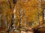 I faggi in autunno hanno una colorazione eccezionale e immergersi nel bosco  un'esperienza bellissima. 
L'escursione risale a qualche settimana fa: ha avuto inizio sulla strada che da Gavinana porta a Pratorsi sul sentiero CAI 2. Siamo saliti sul crinale in prossimit del Passo del Cancellino, poi siamo rientrati dal Passo della Nevaia e Maceglia.

Lumix GH2 + 14/45