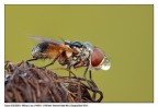 Aaaaa mosca!