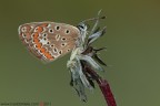 www.rossidaniele.com
Polyommatus icarus
Canon EOS 7D + Sigma 180mm f/3.5 EX APO Macro HSM
f14 - 1/3 - ISO 100 - cavalletto - scatto remoto - pannellini
27.07.2011 ore 6.22
Suggerimenti e critiche sempre ben accetti.
Consiglio la visione in alta risoluzione
[url=http://www.rossidaniele.com/HR/_MG_1324copia2-mdc-1500.jpg]Versione HR[/url]