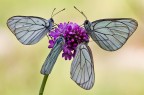 un fiore per quattro