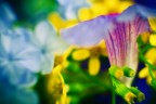 piccole sfumature3
