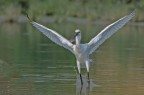 Spatola  (Platalea leucorodia)