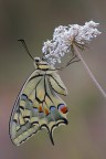 Papilio machaon