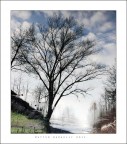 http://img215.imageshack.us/img215/1295/albero2.jpg