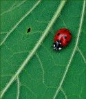 un punto rosso...