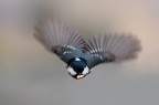 Volando
