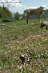 cercavo una inquadratura interessante per i funghi, ma dato che il mio cane  sempre in mezzo :-)