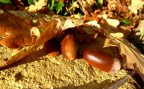 Autunno