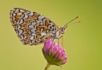 Melitaea phoebe