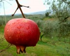 rosso dolce