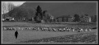 scorci di campagna
