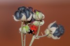 La coccinella e le sue morose