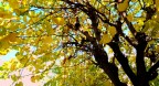 giallo naturale