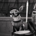 Voglio una vita spericolata Voglio una vita spericolata