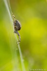 Canon 7D - Sigma 180mm f/3.5 EX DG HSM Macro - f/9 - 1/30 - ISO 250 - treppiede - scatto remoto
Questo fine anno compiamo 5 anni come fotografi naturalisti.
Abbiamo pensato di ripercorrere qualche tappa fondamentale che ci ha permesso di migliorare in questo meraviglioso hobby.
Abbiamo racchiuso il tutto, per chi volesse perdere 5 minuti, in un [URL=http://www.acremar.it/Articoli/HTML%20Articoli/Acremar.html]piccolo REPORT su noi stessi[/URL].
Auguri di Buone Feste a tutti :)