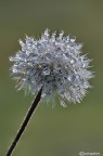 Fiore di cristallo e.......Buon Natale