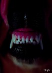 Cujo (Contest S. King 6Class)
