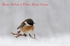 Buon Natale e Felice Anno Nuovo a tutti gli amici del Forum.