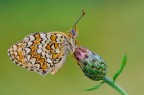 Melitea Natalizia