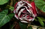 Rosellina