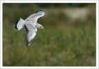 Wings of freedom