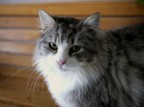 micio