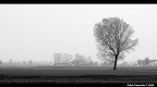 Campagna nella nebbia
