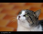 The Cat 2