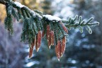 freezing