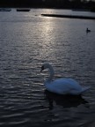 swan...