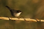 canon eos 550d sigma 120/400 f 7.1 1/1000 ISO 400 esp -1/3 sul finestrino dell' auto

sono nuovo in questo forum e questa  la prima foto che pubblico.