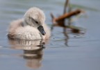 Cigno