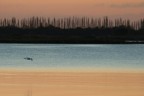 garzetta al tramonto